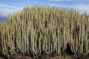 Kaktüs bitkileriyle volkanik vadi manzarası