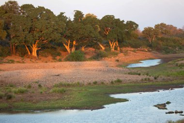 Vahşi doğada ağaçları olan güzel bir manzara.