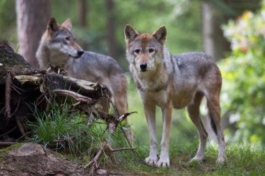 Avrasyalı ya da sıradan kurtlar, Canis lupus, ormanda gözcülük yapıyor ve yürüyor.