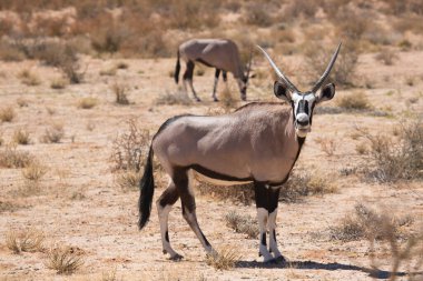 Gemsbok sürüsü ya da Güney Afrika antilobu, Afrika antilobu ceylanı Kalahari çölündeki kuru otların arasında yürüyor ve otluyor.