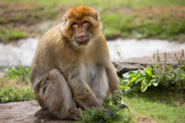Bir kayanın üzerinde oturan şirin bir makağın yakın plan fotoğrafı.