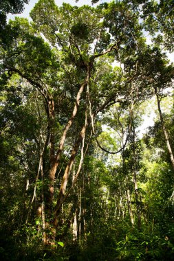 Yeşil yağmur ormanlarının güzel manzarası