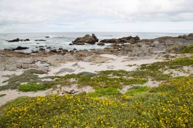 Deniz kıyısının güzel manzarası 