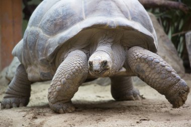 Dev kaplumbağanın yakın görüntüsü