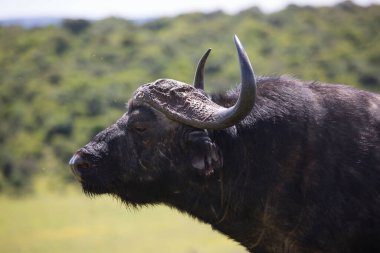 Savanadaki bir bufalonun yakın plan fotoğrafı.