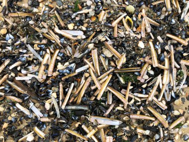 Kumsalda istiridye kabukları yığılıyor, yakın çekim