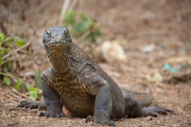Komodo ejderhasının doğal ortamdaki yakın çekimi.