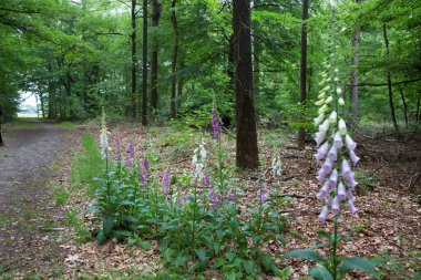 Çayırlarda açan bahar çiçekleri