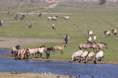 Suyun kenarında bir konik at sürüsü