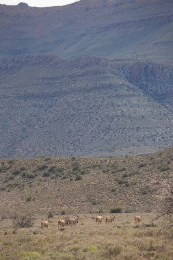 Büyük Kudu, yayılım gösterir: strepsiceros