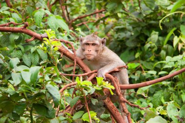 Tropik ormandaki sevimli vahşi maymun.