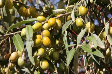 Dal üzerinde yeşil ve siyah zeytin
