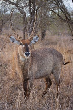 Erkek su geyiğinin yakın görüntüsü, Kobus ellipsiprymnus 