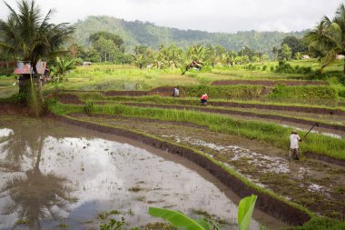 Terasta çalışan insanlar pirinç tarlaları, sawa 