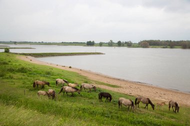 Hollanda kıyıları boyunca başıboş gezen vahşi Konik atları sürüsü.
