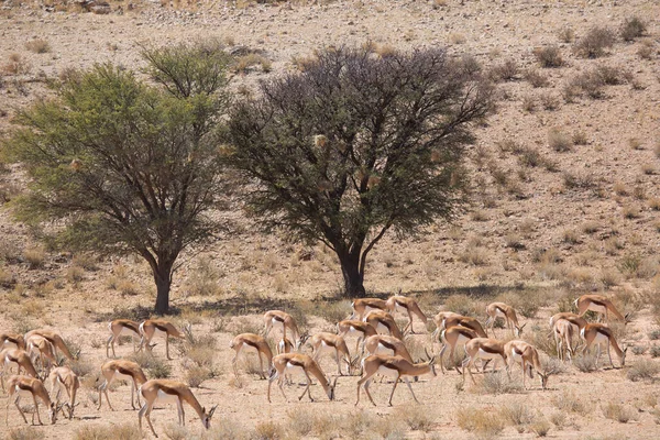 Springfield, Antidorcas Marsupialis, çölün kuru otlaklarında yürüyor ve otluyor.