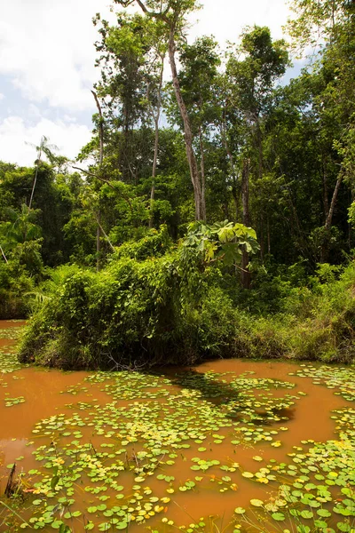 Hermosa Vista Selva Verde —  Fotos de Stock