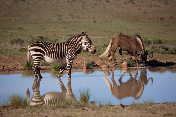 Zebras Touro Savana Kenya — Fotografia de Stock