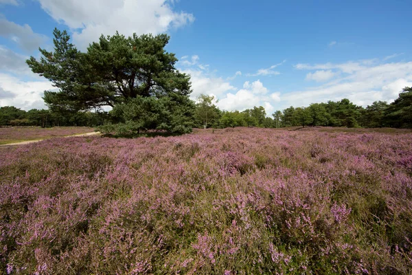 Lavanta tarlası olan güzel bir manzara.