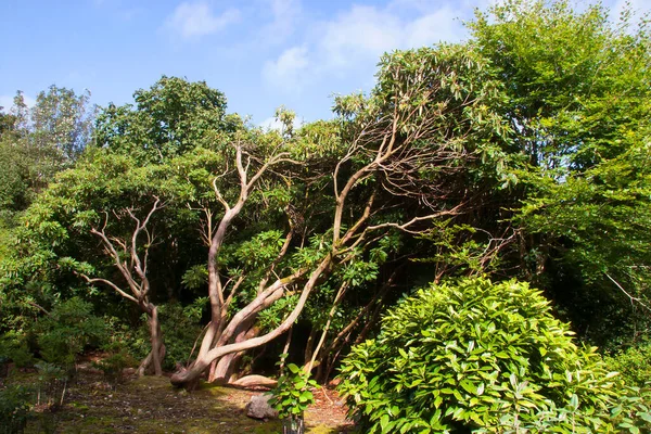 Schöner Blick Auf Die Botanische Szene — Stockfoto