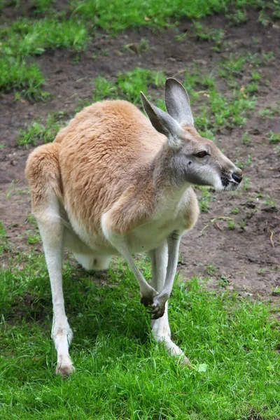 Een Jonge Kangoeroe Dierentuin — Stockfoto