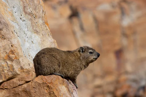 Şirin kahverengi bir kuokka.