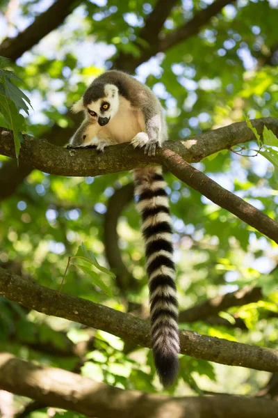 Tiro Vertical Macaco Jovem Sentado Galho Árvore — Fotografia de Stock