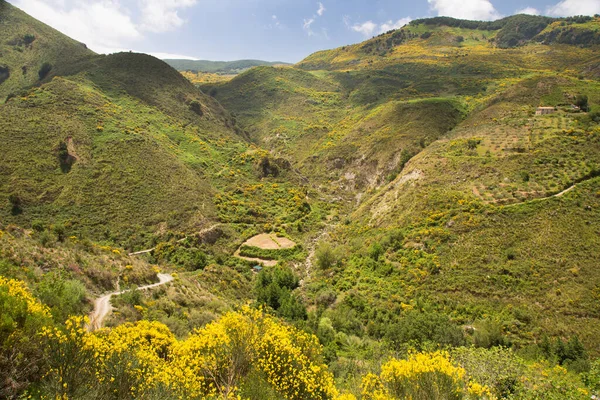 Sicilya 'nın iç dağlarına doğru uzanan süpürgeli kırsal arazi yolu.