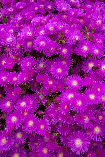 Close View Beautiful Purple Flowers — Stock Photo, Image