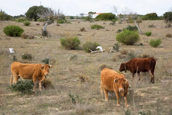 Eine Herde Kühe Auf Dem Feld — Stockfoto