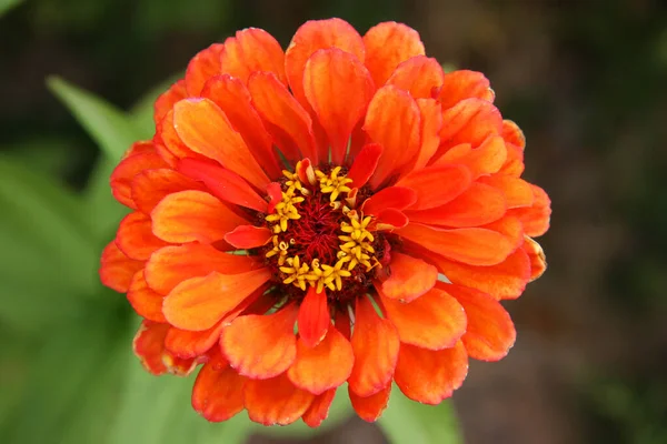 tek bir ortak zinya ya da zarif zinya, turuncu renk