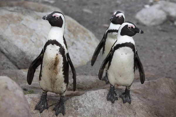 海滩上可爱的企鹅 — 图库照片