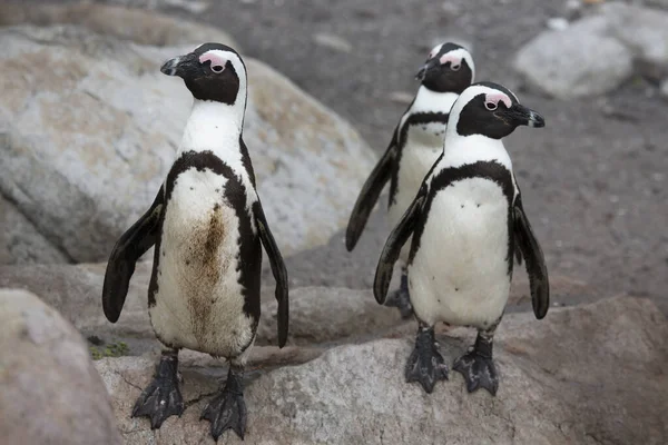 Niedliche Pinguine Meeresstrand — Stockfoto