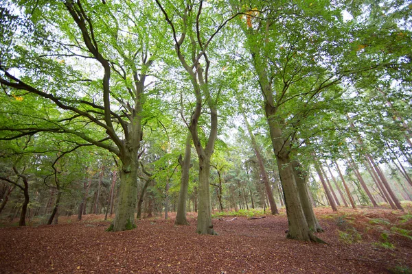 Prachtig Bos Weelderige Groene Bomen Scene — Stockfoto