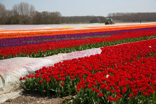 Bahçedeki güzel laleler