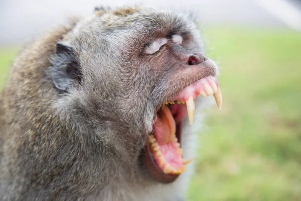 Portrait Nervous Yawning Crab Eating Long Tailed Macaque Macaca Fascicularis — Stock Photo, Image