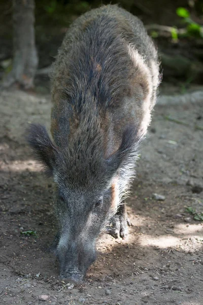 Yaban domuzu, yakın görüş.