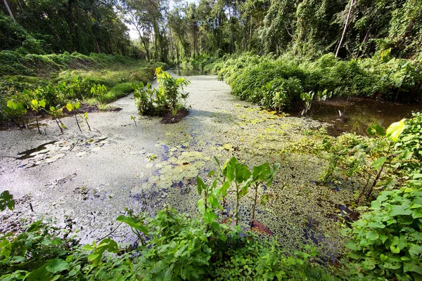 Belle Vue Sur Rivière Dans Jungle Verte — Photo