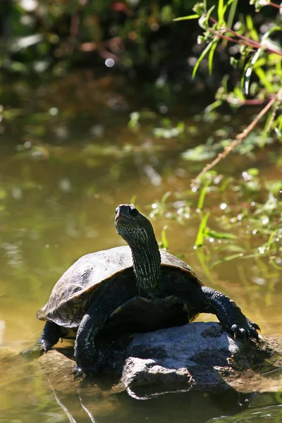 Close Zicht Van Schattige Schildpadden — Stockfoto