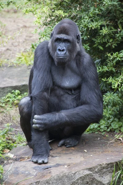 Hayvanat bahçesindeki goril