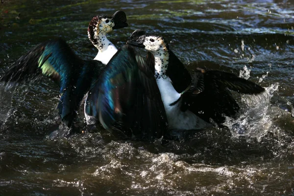 Uno Stormo Anatre Acqua — Foto Stock