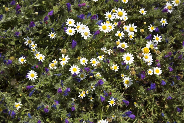 Açan yabani çiçeklerin yakın plan çekimi