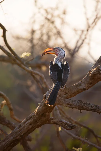 Een Vogel Een Tak Van Boom — Stockfoto