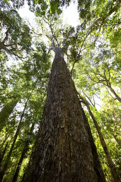Ormandaki yeşil ağaç