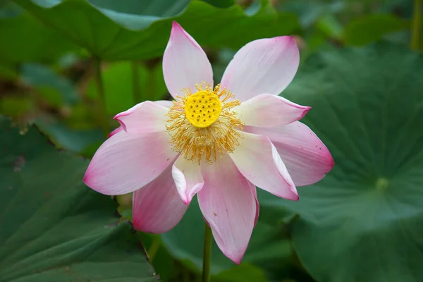 Красивый Розовый Цветок Лотоса Саду — стоковое фото