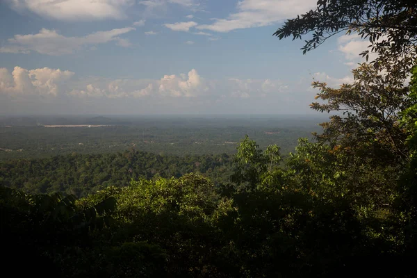 Yüksek tropikal orman manzarası