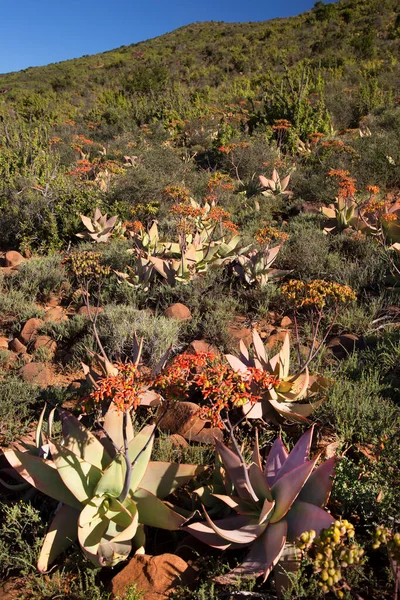 Gün batımı geniş dağ manzarasında aşınmış kayalar çiçek açan lezzetli önlüklerle kaplıdır.