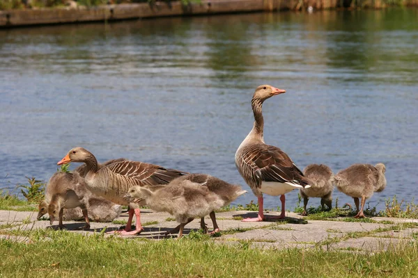 Group Ducks Lake — Stock Photo, Image