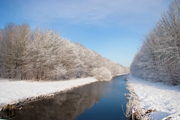 Donmuş orman ağaçlarıyla güzel bir manzara. 