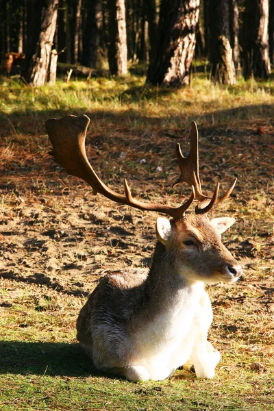 Vue Des Cerfs Dans Nature — Photo